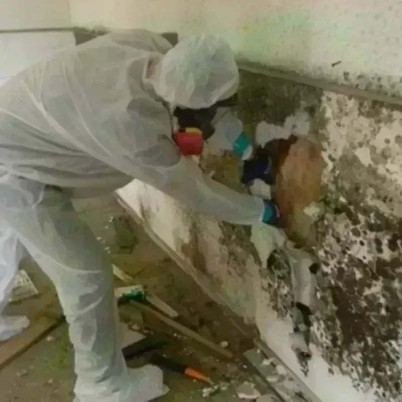 Mold Remediation and Removal in Tom Bean, TX